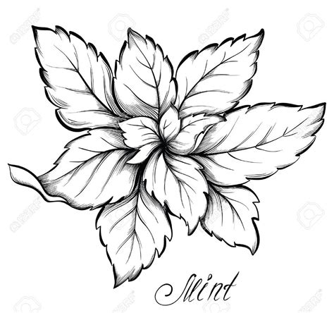 Mint Leaf Drawing at GetDrawings | Free download