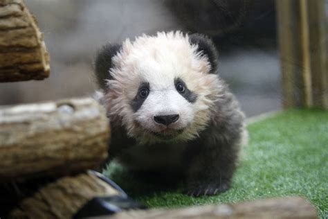 First panda born in France says goodbye and heads to China - Sent-trib