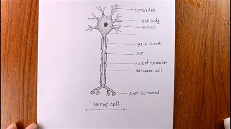 Neuron Cell Model Labeled