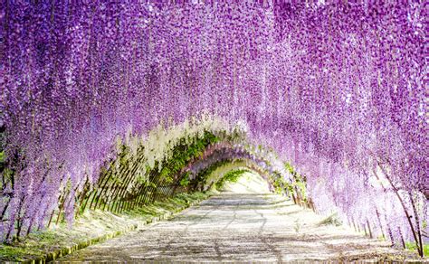 Wisteria Flowers Tunnel In Kitakyushu, Japan | Found The World