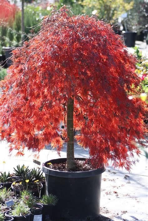 Acer palmatum 'Crimson Queen' Japanese Maple - Vivero Growers Nursery ...