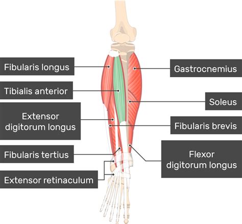 Tibialis Anterior Muscle - Attachments, Actions & Innervation ...