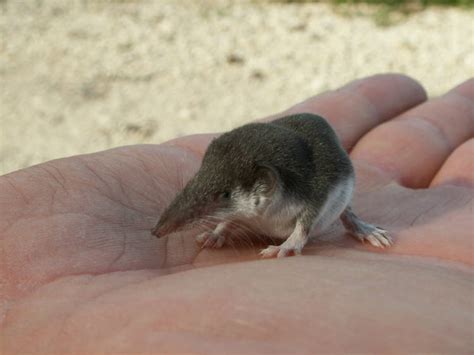 Cool Critters — Etruscan shrew (Suncus etruscus) The Etruscan...