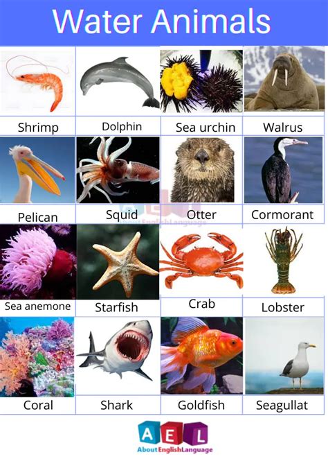 Water Animals Names in English, pictures of 90+ aquatic animals – Learn ...