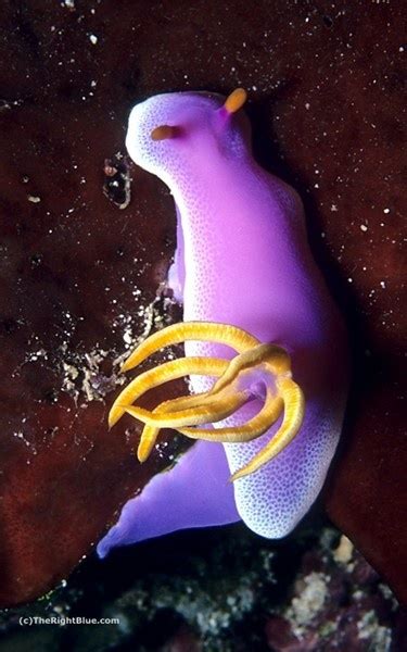 The Right Blue: Purple sea slug (Hypselodoris apolegma) | Sea slug ...