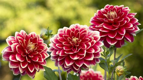 Dahlias Wallpapers - Wallpaper Cave