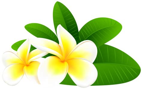 Plumeria Silhouette at GetDrawings | Free download