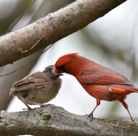 How Long Does It Take Northern Cardinals to Raise a Family? | Natural ...