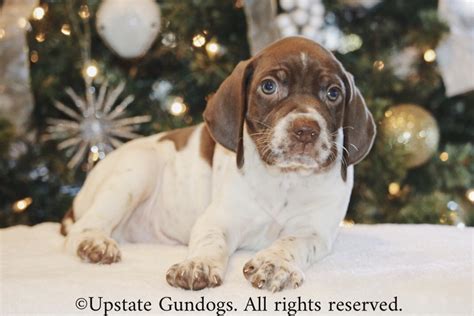 Braque Francais Puppies – Boykin Spaniels and other Gun Dogs Available ...