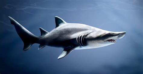 Do Sharks Have Scales? - A-Z Animals