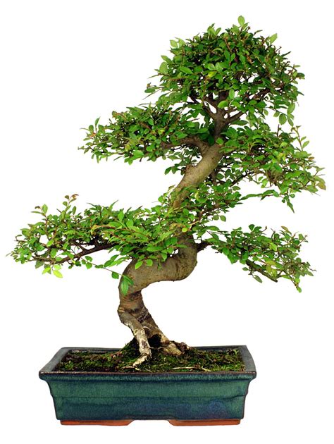 14+ Indoor Bonsai Tree Types Gif - Hobby plan