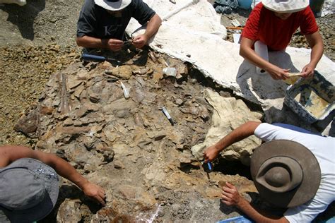 How are fossils found and excavated? - The Australian Museum