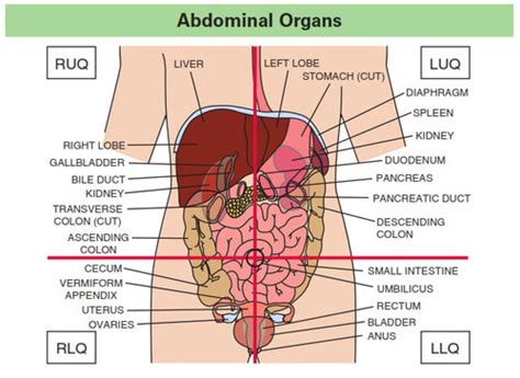 The 4 Abdomen Quadrants Flashcards | Quizlet