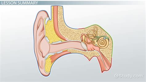 Cochlea Function