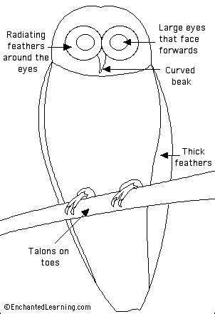 Owl Eyes Anatomy - Anatomy Book