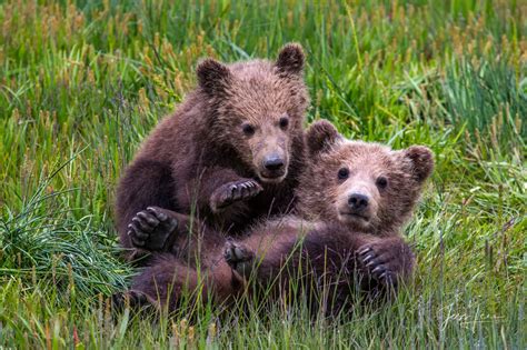 Grizzly Bear Cubs Playing