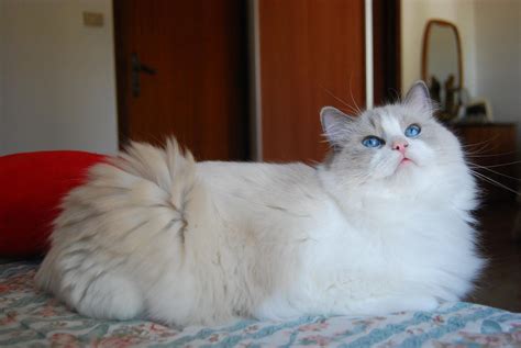 Blue Ragdoll Kittens