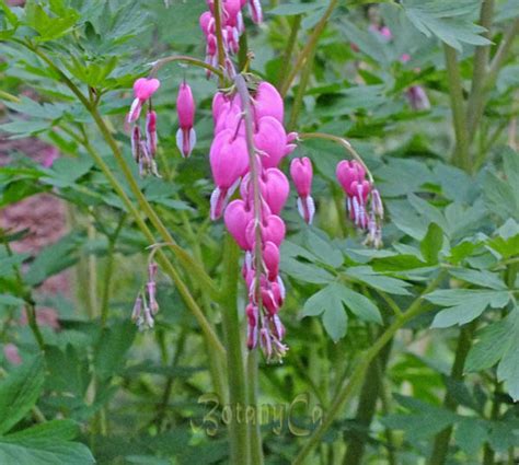 Dicentra spectabilis – Botanically Inclined – Seed Adventures