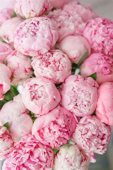 Pink Peonies Wallpapers - Wallpaper Cave