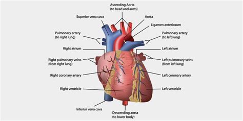 Top 12 Heart Functions with Parts, Location, & Diagram