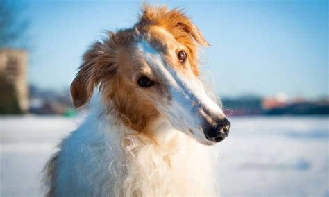 Saluki vs Borzoi Breed Comparison | BeChewy