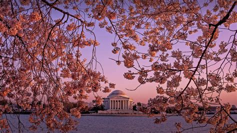 Cherry blossoms spring to life - Bing WallPaper