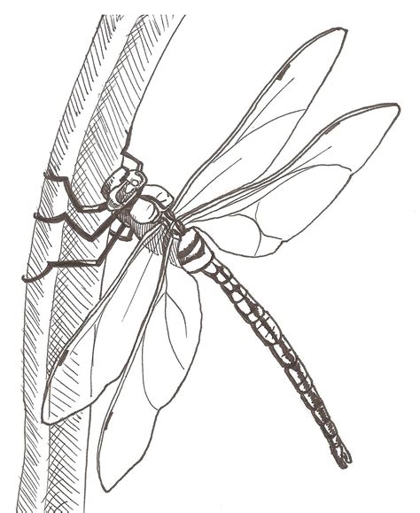 dragonfly drawing - Google Search | Dragonfly drawing, Dragonfly art ...