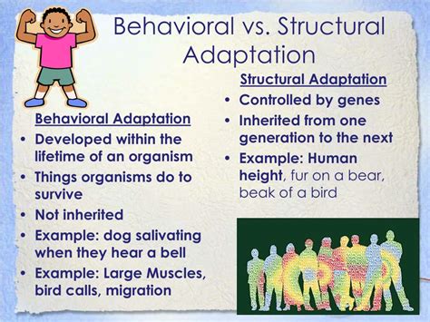 Behavioral Vs Structural Adaptations Chart - BehaviorChart.net