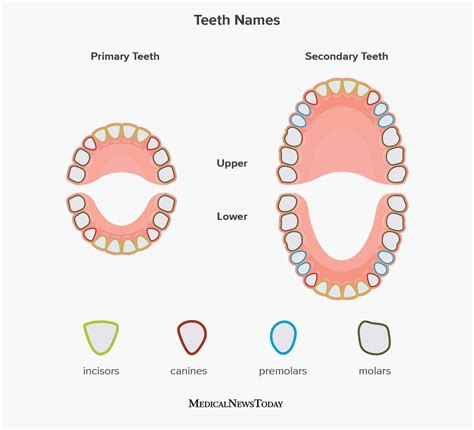 Human Teeth Numbers