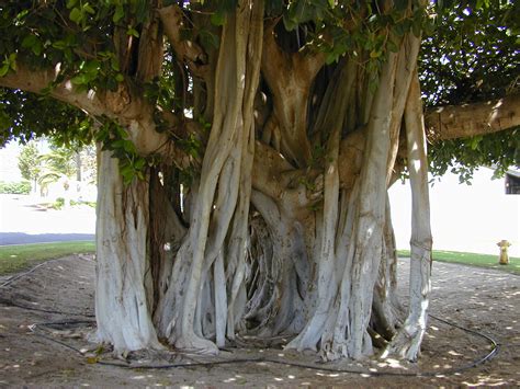 Trees Planet: Ficus benghalensis - Banyan Tree