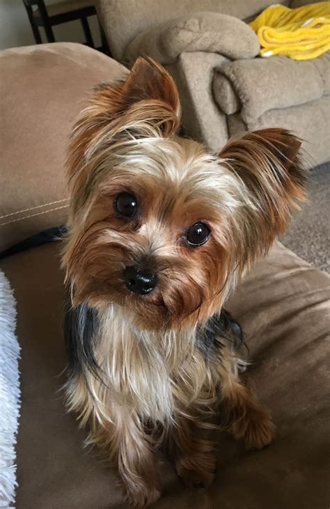 Stevie close up & personal Yorkie love #YorkshireTerrier | Yorkshire ...