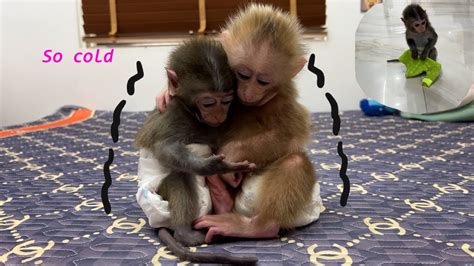 Very cute ! Monkey Nana was so cold that he called his mother to help ...