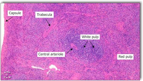 Pin em Histology