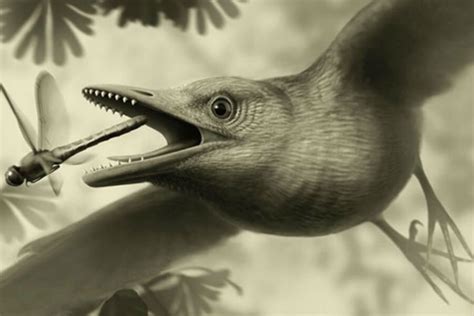 Could early birds fly? Fossil may hold answers to ancient mystery ...