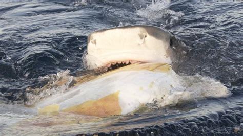 Tiger sharks behave like vultures when hunting sea turtles | The Cairns ...