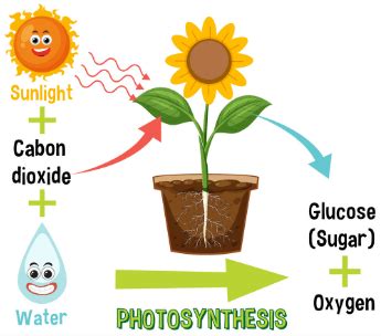 Photosynthesis Definition, Equation, Diagram, Process