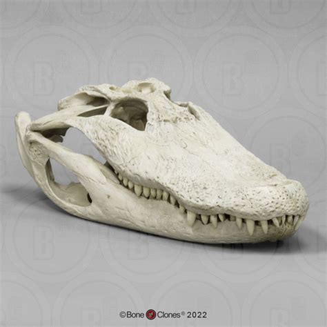 20 Inch Alligator Skull - Bone Clones, Inc. - Osteological Reproductions