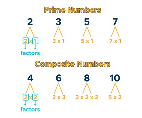 Prime Numbers: Factorization & Factor Tree - Curvebreakers