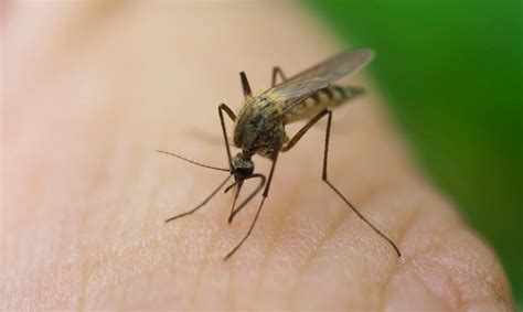 Testing malaria-resistant mosquitoes | NIH MedlinePlus Magazine