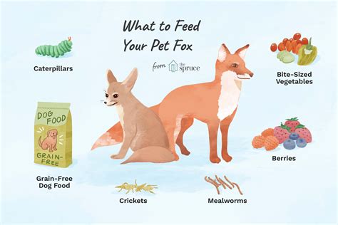 What to Feed Your Pet Fox