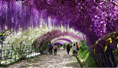 Wisteria Tunnel Japan-A Holiday Spot - Popcane