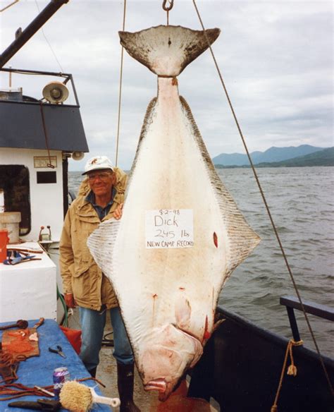 Pacific Halibut (Hippoglossus stenolepis) - Robin Barefield