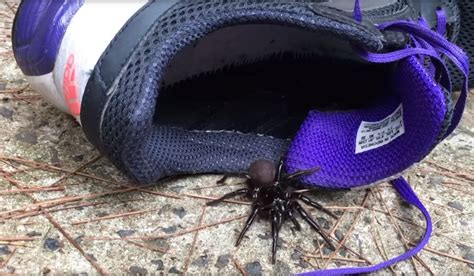 Dangerous Funnel-Web Spiders are Australia's Latest Concern | OutdoorHub