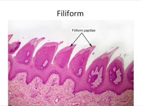 Taste Buds On Tongue Histology - Kenjutaku