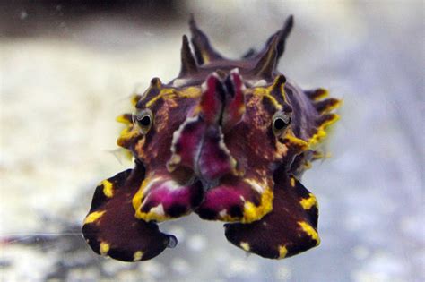 The Flamboyant Cuttlefish | Aquarium Blog | Aquarium of the Pacific