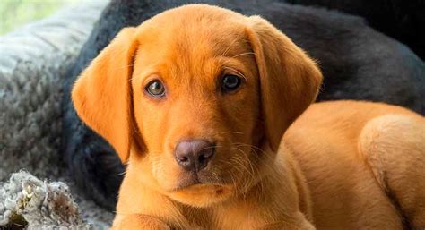 Fox Red Labrador Retriever Calendar 2023 | ubicaciondepersonas.cdmx.gob.mx