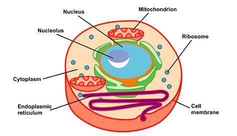 [DIAGRAM] Fungi Cell Diagram - MYDIAGRAM.ONLINE