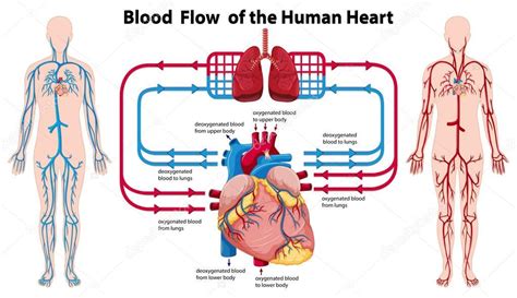 Diagram showing blood flow of the human heart — Stock Vector ...