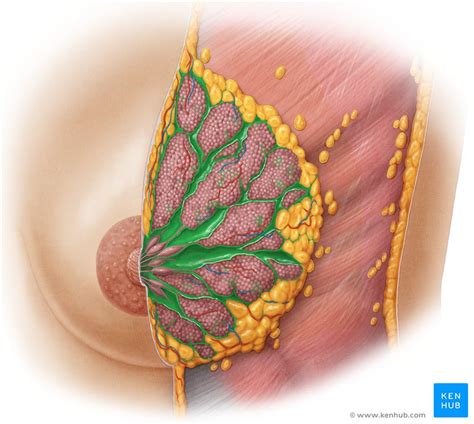 Female breast anatomy, blood supply and mammary glands | Kenhub