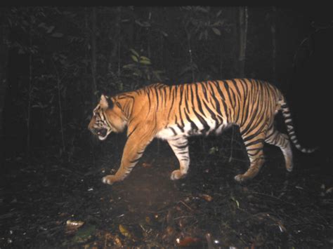 Sumatran Tiger Profile | Frontier Forums